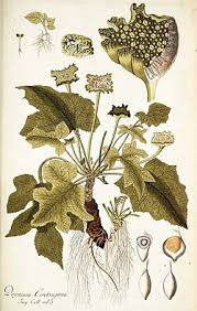 Image result for Dorstenia schliebenii