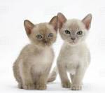 Burmese Cat Breed Information, Pictures, Characteristics ...