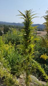 Image result for Cannabis sativa