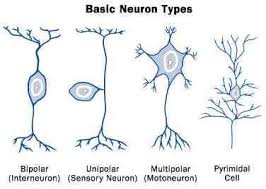 How Many Types Of Neurons Do We Need To Define Brain Anatomy Brain Neurons Neuroscience