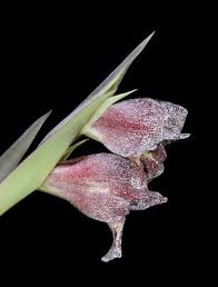 Image result for Gladiolus ecklonii