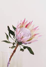 Petit Cabinet De Curiosites Photo Australian Native Flowers Australian Flowers Protea Flower