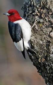 We did not find results for: Winter S Woodpeckers March April 2018 Minnesota Conservation Volunteer Minnesota Dnr