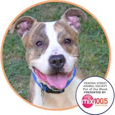One of the most impactful things you can do right now to help support our mission is to become a foster caregiver. Adoptable Shelter Rescue Dogs Rochester Ny Home Facebook
