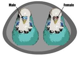 Adult Budgie Sexing Kus