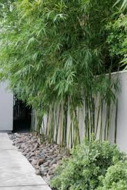 Privacy screen design ideas & planting tips. Privacy Screen Plants Privacy Screen Plants Bamboo Garden Screen Plants