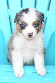 Australian shepherd puppies for sale. Mini Australian Shepherd Puppies For Sale Lancaster Puppies