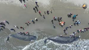 Sebagaimana yang ditegaskan dalam madzhab hanafi dan hambali. Heboh Ikan Paus Terdampar Apakah Bangkai Hewan Laut Halal Dimakan Ini Dalilnya Serambi Indonesia