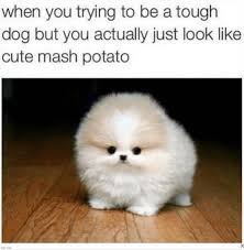 Lucky for us, they've got a wild sense of humor. 30 Clean Funny Animal Memes 2021 Live One Good Life