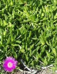 Image result for Carpobrotus