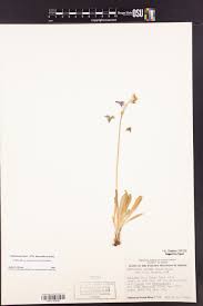 Image result for Swertia tetrandra