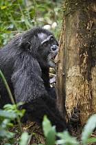 Image result for Neoboutonia