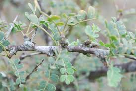 Image result for Ormocarpum trichocarpum