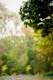 60 desktop background wallpapers for free download in hd. Picsart Nature Green Background Hd