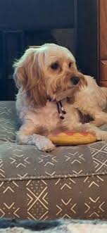 This chook do my feets an (ATTACK) every morning cause she hungry angery  react only pls