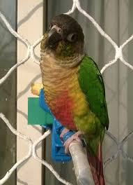 Their repertoire of calls includes mostly low chirps and squeaks. How Much Does Green Cheek Conure Cost All Gcc Mutations Price Check Parrot World