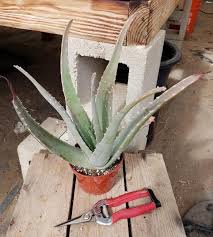 Image result for Aloe
