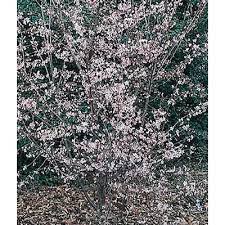 Maybe you would like to learn more about one of these? 5 5 Gallon Pink Okame Flowering Cherry Flowering Tree In Pot L7100 In The Trees Department At Lowes Com