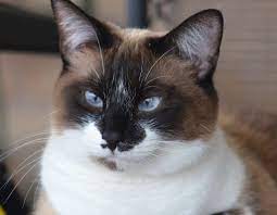 Snowshoe Cat Love The Markings And The Blue Eyes Beautiful Cats Crazy Cats Cute Animals