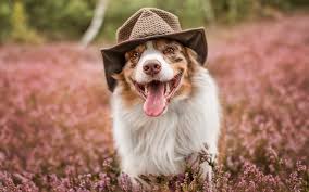 Und nun viel spaß :) Herunterladen Hintergrundbild Hund In Hut Australian Shepherd Aussie Lavendel Bokeh Haustiere Hunde Niedliche Tiere Susse Tiere Australian Shepherd Hund Aussie Hunde Fur Desktop Kostenlos Hintergrundbilder Fur Ihren Desktop Kostenlos