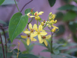 Image result for Tristellateia africana