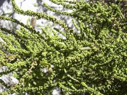 Image result for Dysphania