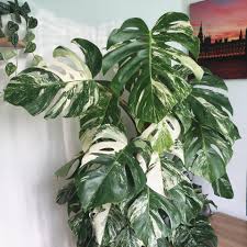 Pin On Plants