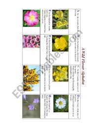 Flowers of the forest poem. Wild Flowers Abc A Poster And A Poem Esl Worksheet By Korova Daisy