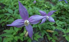 Over 3,755 clematis pictures to choose from, with no signup needed. Clematis Occidentalis Wikipedia