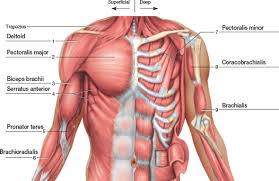 Today we'll be looking at the 10 largest muscles in the body and ranking them according to their average muscle mass. Chapter 23 Solutions Laboratory Manual For Human Anatomy Physiology Fetal Pig Version 2nd Edition Chegg Com