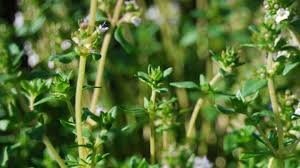 Thymian stammt aus dem mittelmeerraum, wo er bereits in der antike genutzt wurde. Thymian Kleine Warenkunde Essen Und Trinken