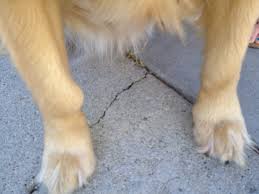 Lump Found on Wrist - Going in for Biopsy | Golden Retriever Dog Forums