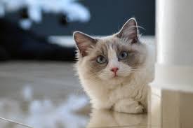‪Different Breeds of Cats - Simpsons Premium‬‏