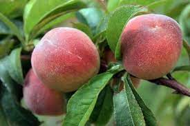 Florida Prince Peach Ready To Pick Princes Peach Tree Care Peach Tree Care