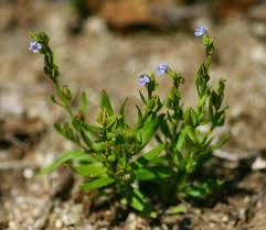 Image result for Crepidorhopalon