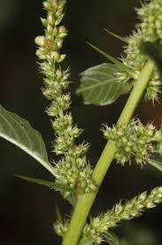 Image result for Amaranthus spinosus