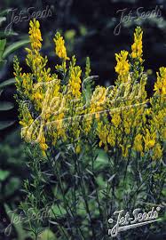 Image result for Genista