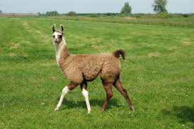 7 Reasons Why Llamas Are Awesome Animal Spirit Guides Llama Animal Spirit Guide