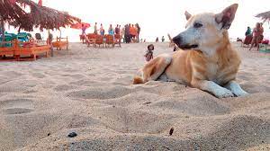 Aspins are known to be extremely kind and lovable to all people. Askal Wikipedia