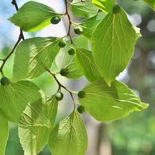 Image result for Celtis sinensis