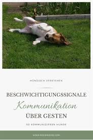 Beschwichtigungssignale Kommunikation Uber Gesten Hundeverhalten Hunde Erziehen Hunde