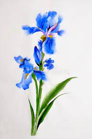 Iris Flower Watercolor Painting Stock Illustration Watercolor Flowers Paintings Iris Flowers Watercolor Flowers