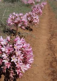 Image result for Brunsvigia