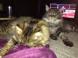 Katzen sollen nicht mit kindern ins bett. Katze Soll Nachts Nicht Mehr Ins Schlafzimmer