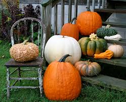Picking The Perfect Pumpkins A Guide To Heirloom Pumpkin