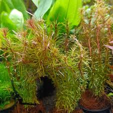 Image result for Rotala mexicana