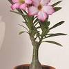 Jun 25, 2021 · rose of sharon is a hardy and fun deciduous shrub for our climate. Https Encrypted Tbn0 Gstatic Com Images Q Tbn And9gcqi1rknmo Qzeicqoxaat1smnuqa8stebdkbqfs4 T Su7x5gbn Usqp Cau