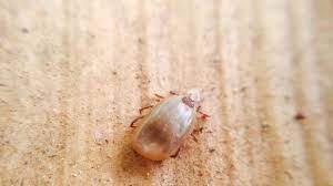 We did not find results for: Comment Se Debarrasser Des Puces De Parquet Cote Maison