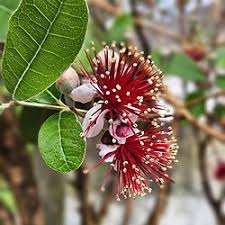 Image result for Feijoa sellowiana
