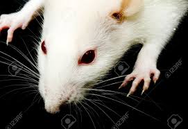 Close up by kinomaster on videohive. A Close Up Photo Of A White Rat With Red Eyes Stock Photo Picture And Royalty Free Image Image 4236583